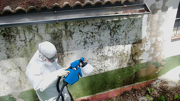 Trusted Mold Removal service in Lake Bluff, IL - Cheap Mold Removal